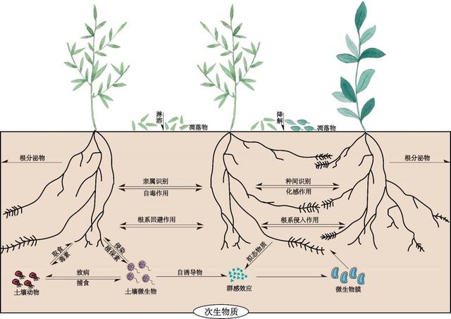 为了生存它们整日“窃窃私语”，相邻植物释放的化学物质到底在表达什么