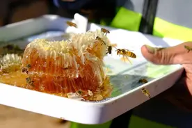 深山小村养本土蜜蜂 北京密云黄峪口村蜂农靠旅游增收图片