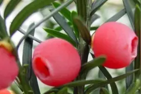 红豆杉夏季怎么养护？图片