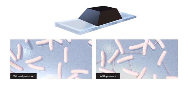 细菌纳米管是啥？真能连接细菌和哺乳动物细胞？