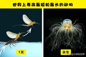 世界“之最”大对比：你可能没有想过的7种事物的有趣对比图片
