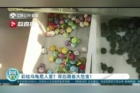 谨慎购买彩绘小乌龟！专家提醒：一来涂料有毒，二来它是外来入侵物种图片