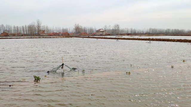 苏北地区利用春闲稻田进行克氏原螯虾高效养殖的具体操作规程