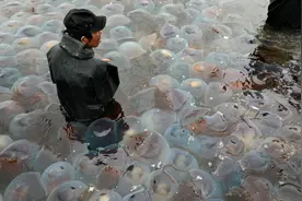 大场面！东港海蜇开捕，奇怪的知识又增加了~图片