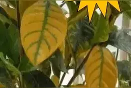 家里养花叶子总是发黄打蔫？一张图让你知道植物缺了什么营养！图片