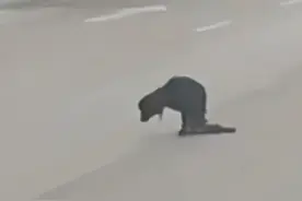 运城一狗狗半身被碾拖残躯生活三个月，爱心人士已送医救治图片