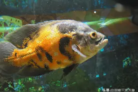 裸缸适合养什么鱼？先来看看这6种鱼，它们在裸缸养殖就很合适图片