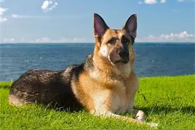 犬界中的几大“假货”，看上去身型强壮，实际中看不中用图片
