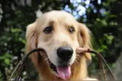 学会这三招，你家狗子也像某音网红狗狗一样有“神技”图片