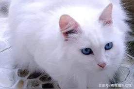我们自己的国货品种猫，你能知道几种图片