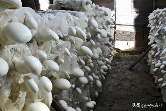 白灵菇的营养与保健价值