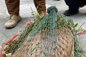 广东老乡街头售卖30斤“珠江老鳖”，称是珠江里钓起来的图片