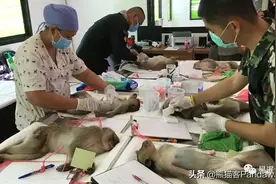 景区猴群数量大增，500只猴子将被绝育图片