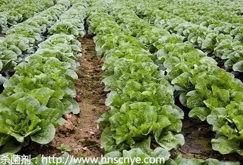 什么是氨基酸水溶肥？氨基酸水溶肥的功能作用有哪些