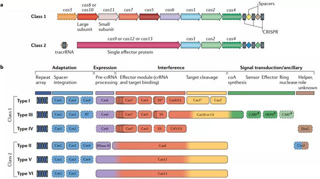 中国学者发现的迷你版CRISPR-Cas基因编辑系统，有何精巧之处？