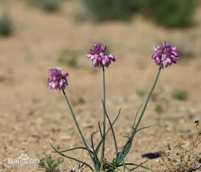 50元一斤！亏100多万也要种的“天价”葱，真的赚钱吗？