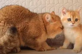 喵星人：确认过眼神，是亲生的仔。猫爸与猫宝宝父子相认图片