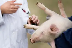 养猪要接种哪些疫苗，什么时候接种效果更理想图片