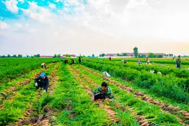 从央企辞职后，山东姑娘种了2100亩地图片