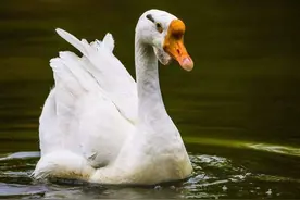 一篇奇葩论文：鹅和鸭的杂交试验图片