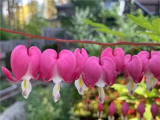 贝拉小蜜蜂草本身体乳