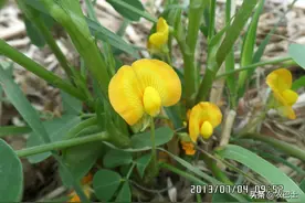 花期最易发病，农民最是无助｜|花生青枯病症状以及后果的严重性图片