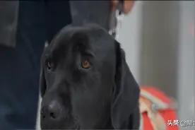 盲人带导盲犬搭乘地铁，因导盲犬未戴嘴套被阻拦图片