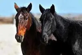 “五马六羊七狗”果真是说这样的肉不好吃吗？老农的看法截然不同图片