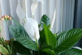 一帆风顺怎么扦插图片