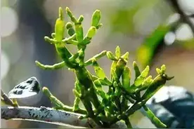 胜过冬虫夏草的螃蟹脚，真有那么神奇吗？图片