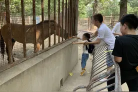 “上阵”父子兵！北京动物园层层防护没挡住这帮“投手”图片