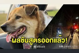 清迈大明星狗“矮冬瓜”初步尸检结果为车祸死图片