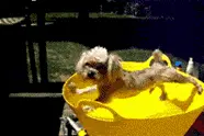 搞笑GIF，宠物洗澡萌集图片