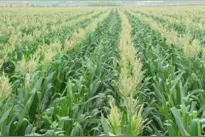 玉米隔行去雄（去头）能增产吗？有必要去吗？「农艺师讲农业」图片