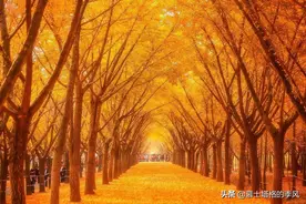 中国最美的银杏都在哪？图片