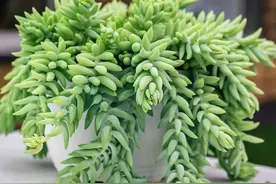 30种相对耐阴的多肉植物，看看有没有你养过的图片
