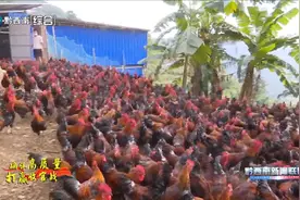 黔西南：大力发展林下经济，提升土地效能助力百姓增收图片