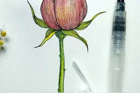 简单几步画出含苞待放的红玫瑰，针管笔遇上色铅笔图片