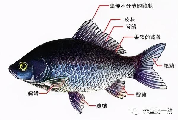 鱼鳞由什么组成