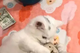 把小猫咪的玩具洗了之后，要急疯了图片