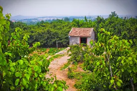 荒山被村委会擅自流转给外村人，能将荒山要回来吗？图片