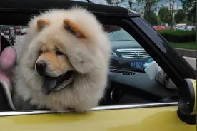 狗狗坐副驾驶车主被扣分罚款！五一载狗开车一定要注意这些图片