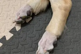 让老公帮忙给狗狗剃毛，主人回来一看：狗爪变鸡爪图片