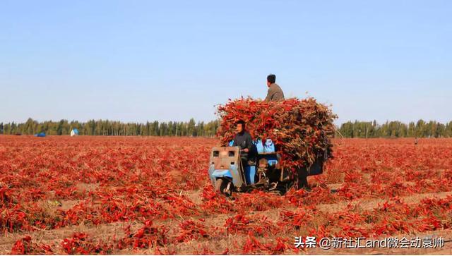 牛票讯息：70年破茧蝶变，通辽以现代农牧业构筑内蒙“粮仓肉库”