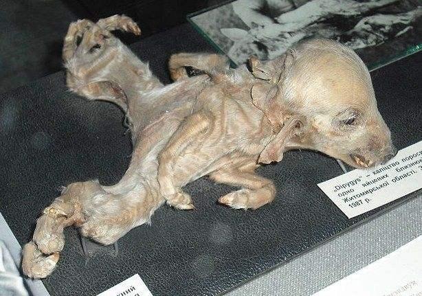 (切尔诺贝利变异生物真实照片) - 冷思维