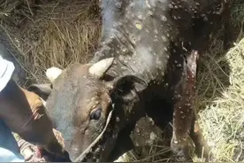 牛结节病对养殖户造成的危害图片