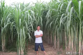 皇竹草亩产可达30吨，一株可长5米高，被誉为“牧草之王”图片