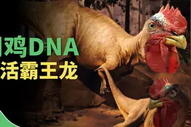 科学狂人用鸡的DNA复活恐龙，是纯属胡闹还是真实可靠？图片