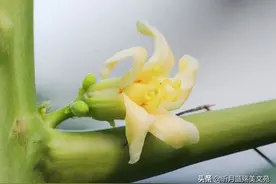 有一种温柔，芬芳了流年图片