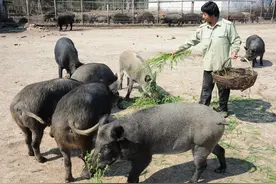 野猪泛滥后，东北野鸡泛滥成灾，糟蹋庄稼专吃种子，咋办图片